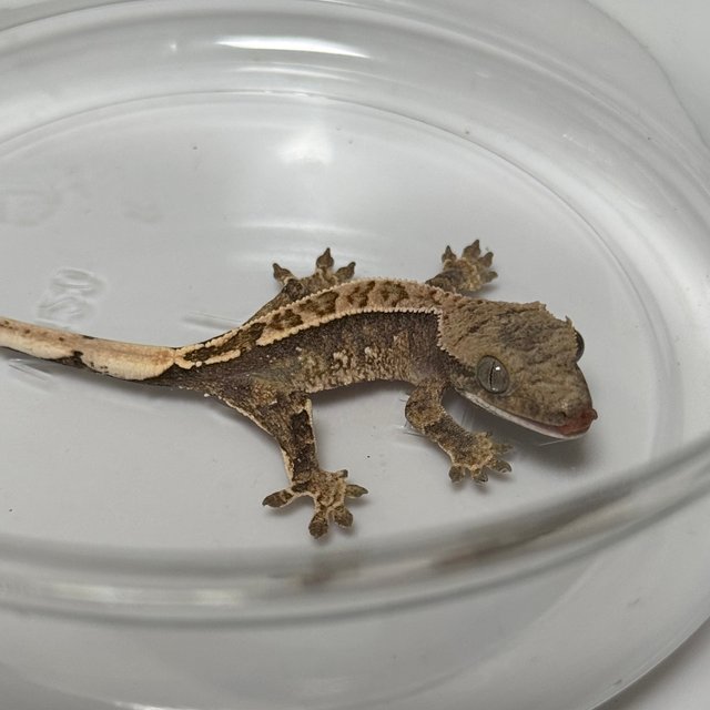 노멀 트라이 익스트림할리퀸