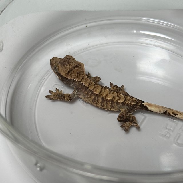 노멀 트라이 익스트림할리퀸