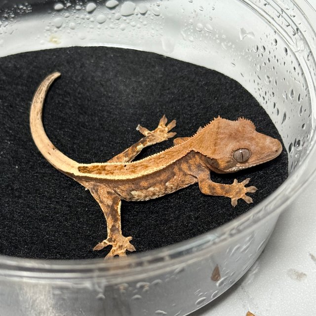 카푸치노 텐저린 트라이 스트로베리