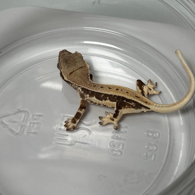 릴리화이트 레드