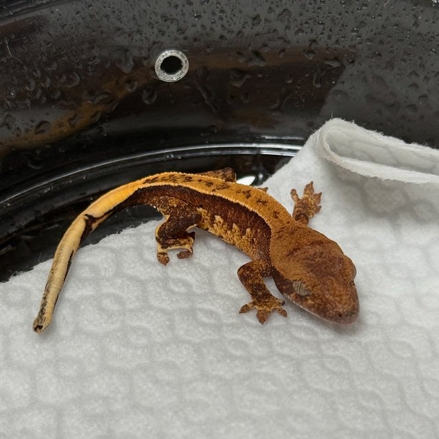 노멀 쿼드 풀핀