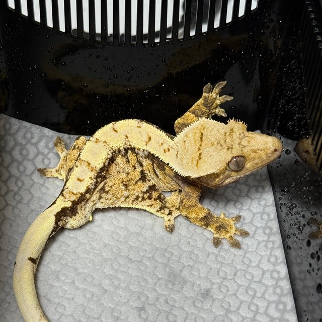 노멀 트라이 익스트림할리퀸 화이트스팟