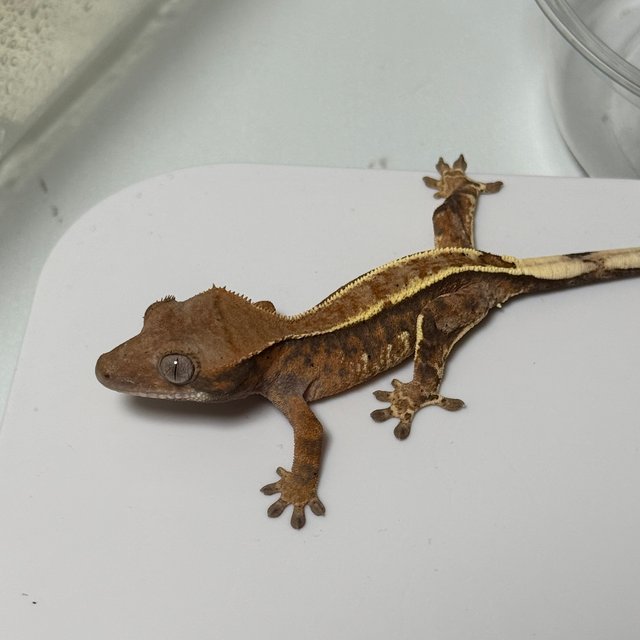 카푸치노 트라이 텐저린