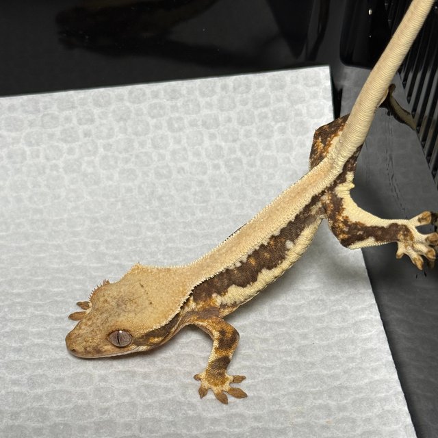 릴리화이트 솔리드백