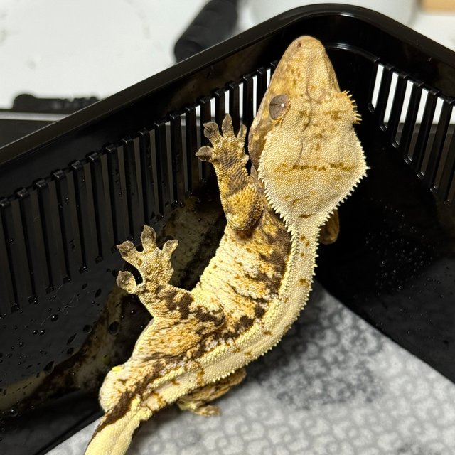 노멀 트라이 익스트림할리퀸 화이트스팟