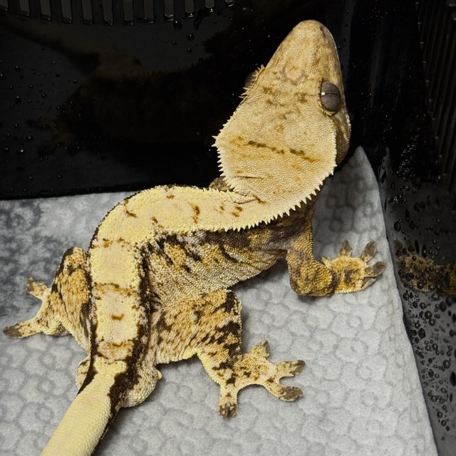 노멀 트라이 익스트림할리퀸 화이트스팟