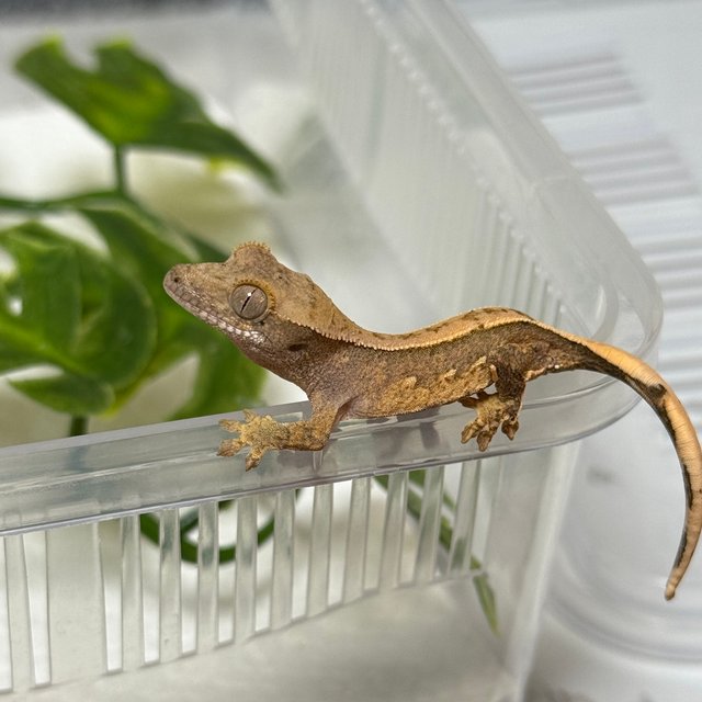 노멀 쿼드 풀핀