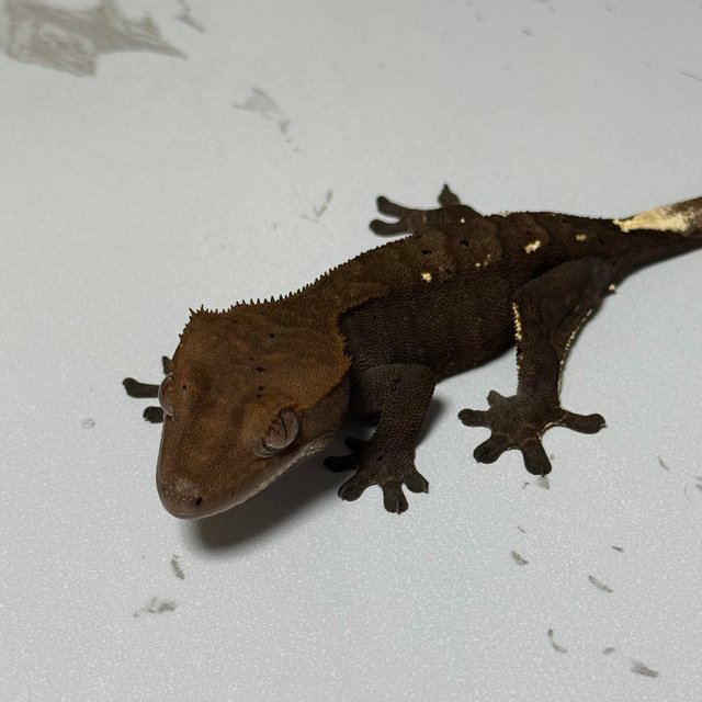 카푸치노 달마시안