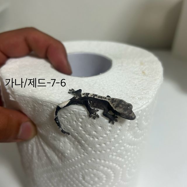 아잔틱