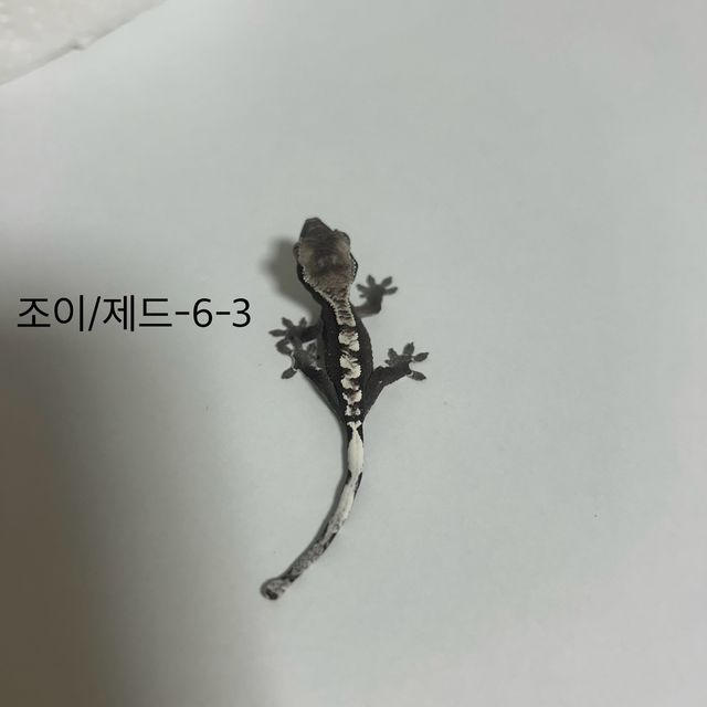 아잔틱