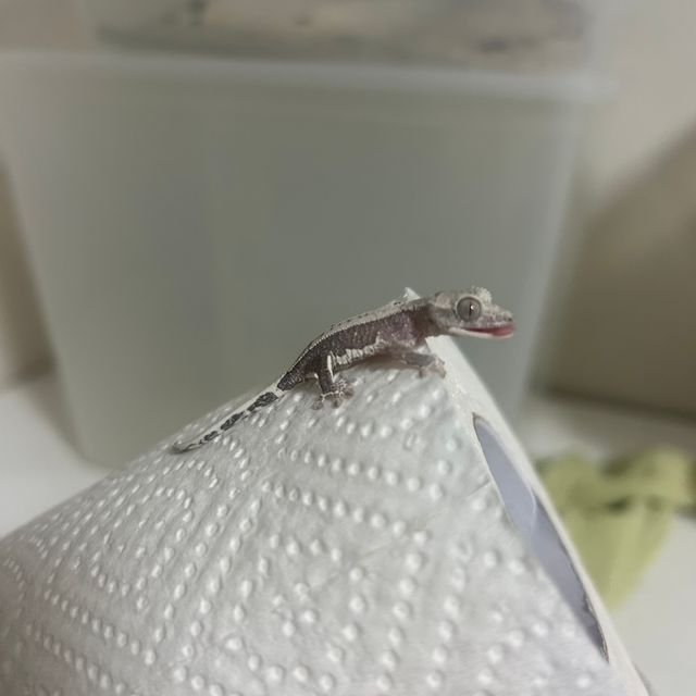 릴잔틱