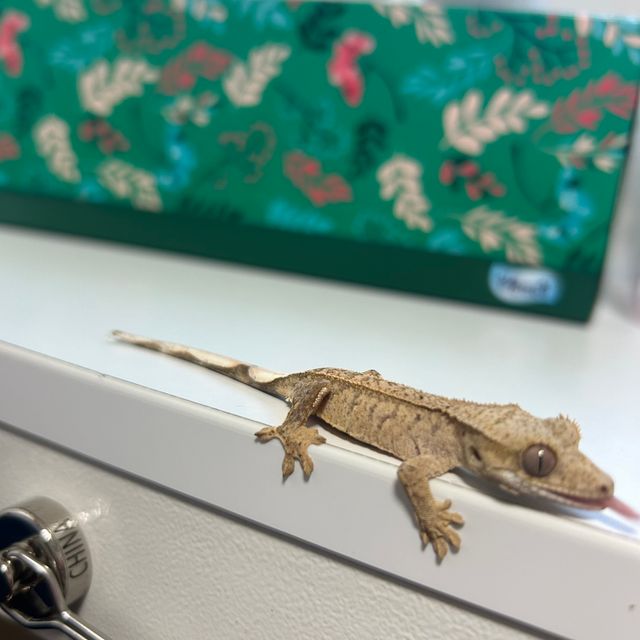 노멀
