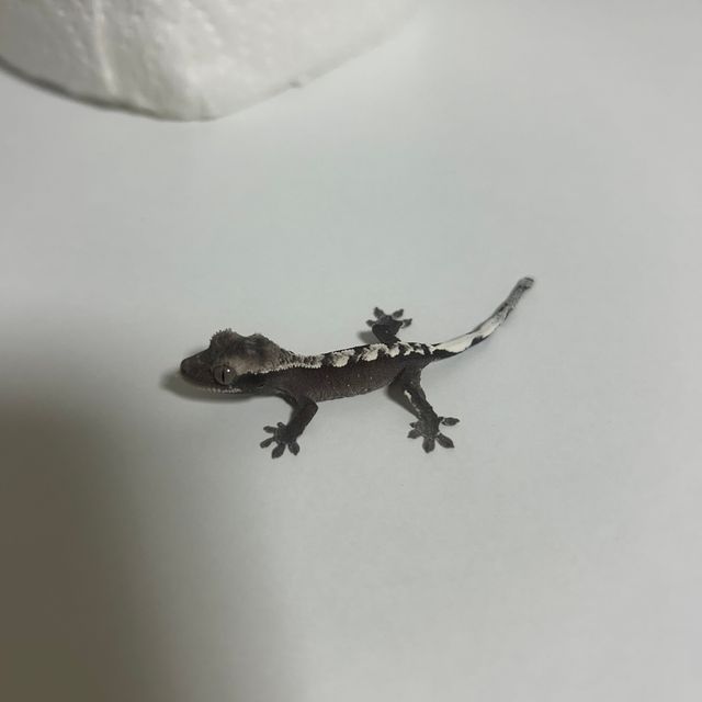 아잔틱