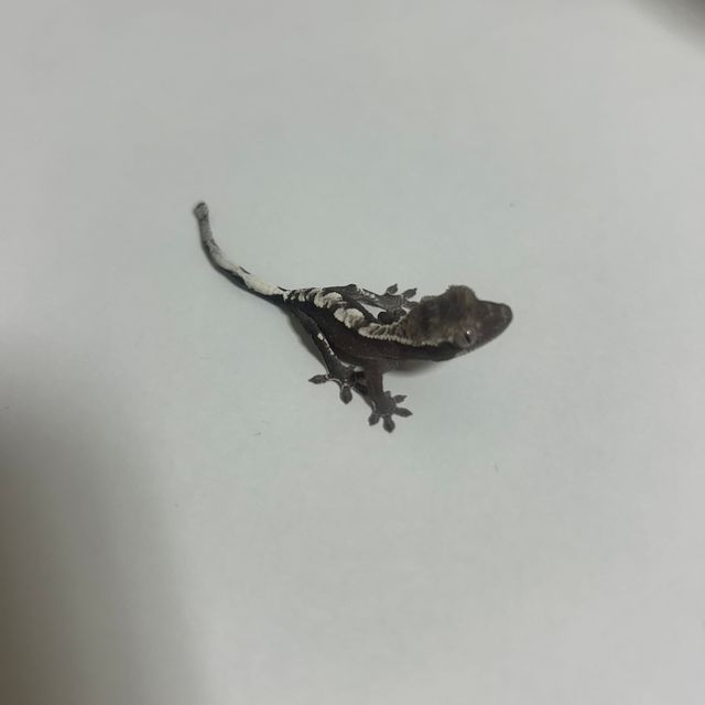 아잔틱