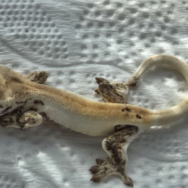 릴리화이트 화이트 드리피