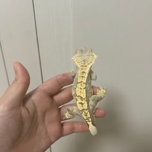 노멀 트라이 몬코사