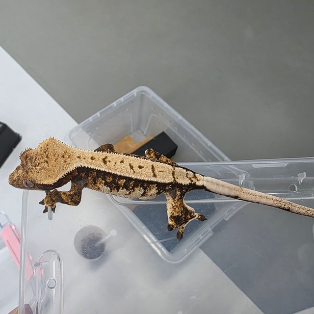 노멀 트라이 익스트림할리퀸 텐저린