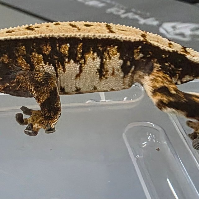 노멀 트라이 익스트림할리퀸 텐저린