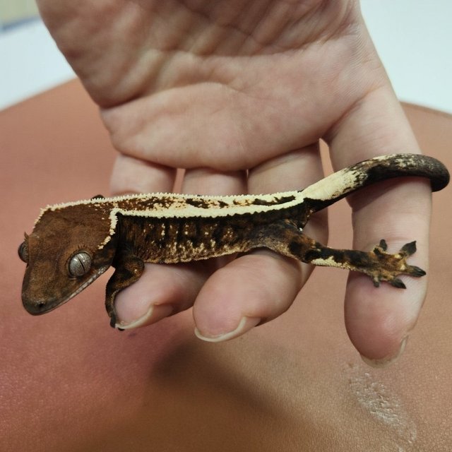 세이블 풀핀 화이트스팟