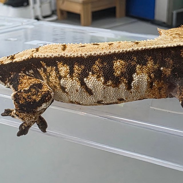 노멀 트라이 익스트림할리퀸 텐저린