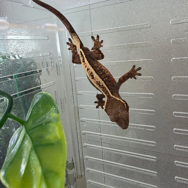 세이블 풀핀 화이트스팟