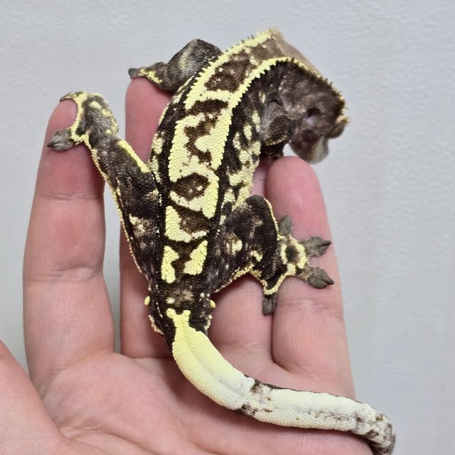 카푸치노