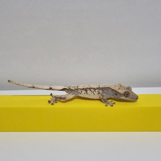 노멀
