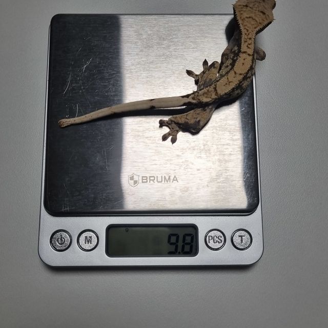 노멀
