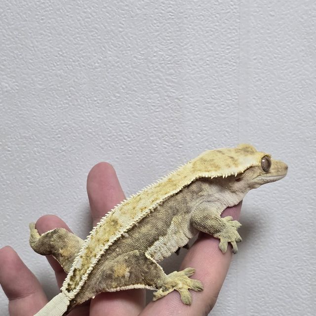 크림시클 쿼드 풀핀