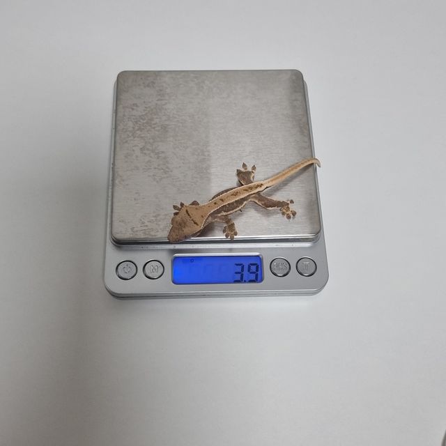 릴리화이트