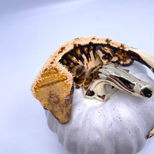 트라이 익스트림할리퀸 바브