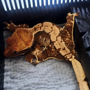 트라이 익스트림할리퀸 화이트스팟 텐저린