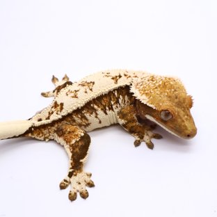 트라이 화이트 화이트스팟