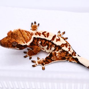 트라이 텐저린 익스트림할리퀸