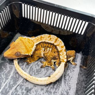 트라이 익스트림할리퀸 바브