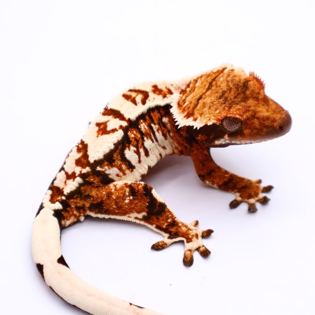 트라이 텐저린 익스트림할리퀸