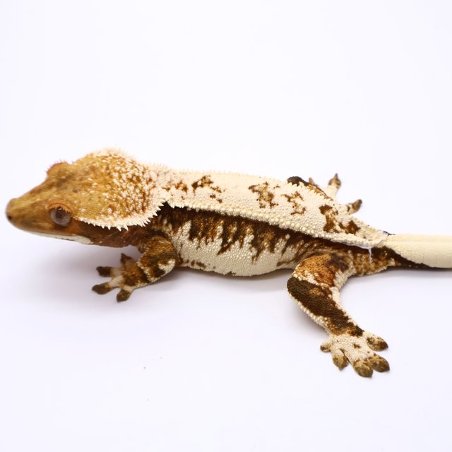 트라이 화이트 화이트스팟