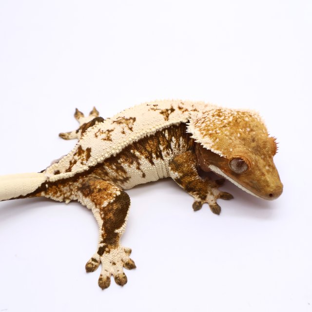 트라이 화이트 화이트스팟