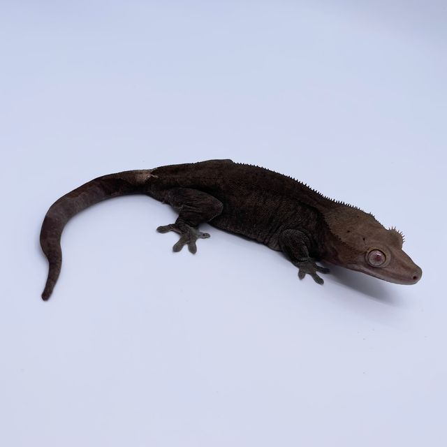 카푸치노