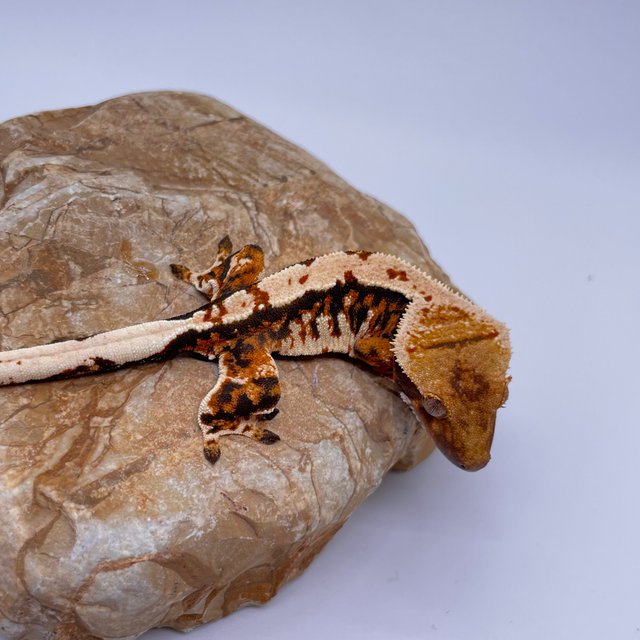 트라이 익스트림할리퀸 바브