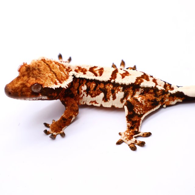 트라이 텐저린 익스트림할리퀸