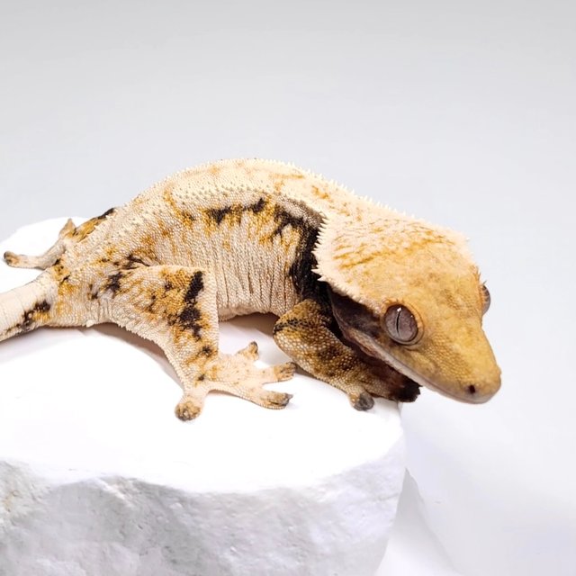 트라이 화이트 드리피 화이트스팟