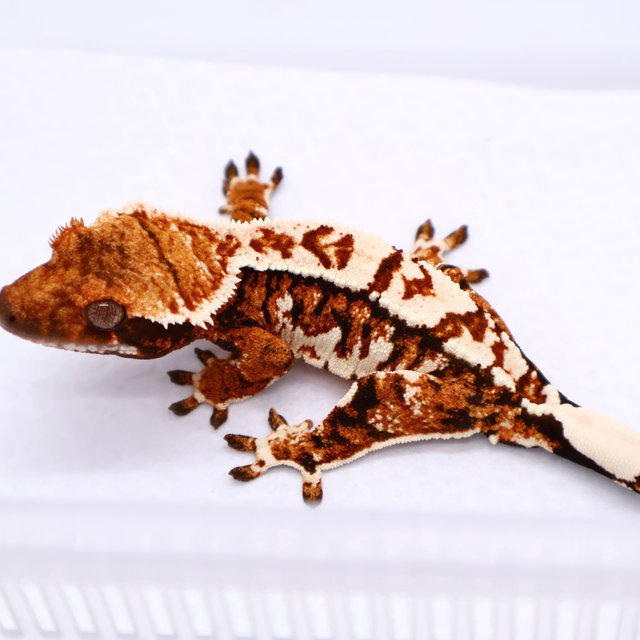 트라이 텐저린 익스트림할리퀸