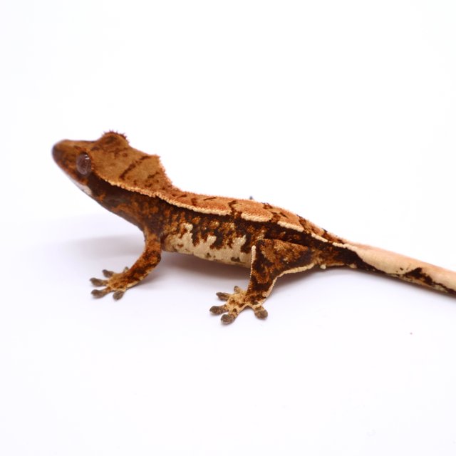 트라이 익스트림할리퀸 텐저린