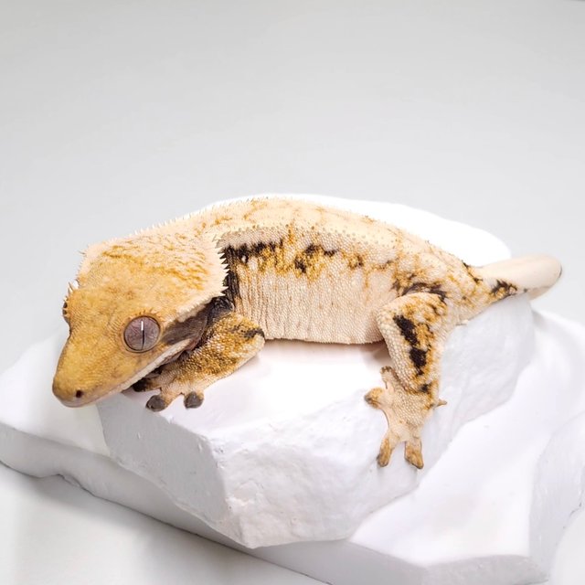 트라이 화이트 드리피 화이트스팟