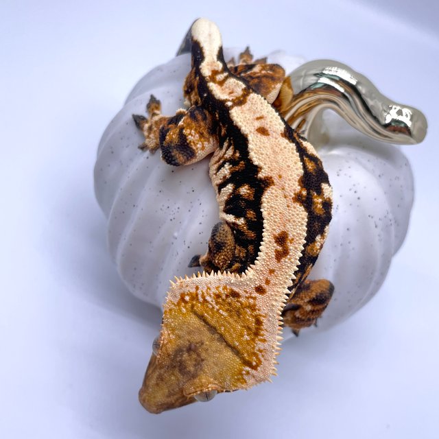 트라이 익스트림할리퀸 바브