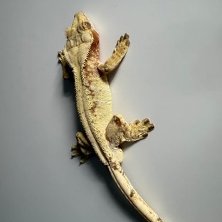 레드 익스트림할리퀸 화이트스팟