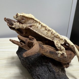 트라이 익스트림할리퀸 할리퀸 드리피 화이트스팟