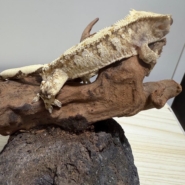 트라이 익스트림할리퀸 할리퀸 드리피 화이트스팟