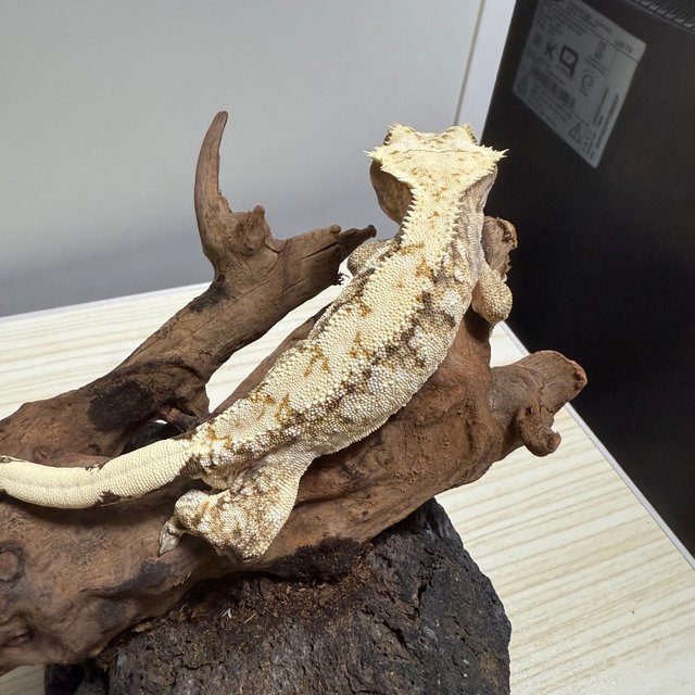 트라이 익스트림할리퀸 할리퀸 드리피 화이트스팟